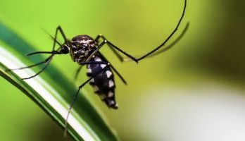 Brasil atinge 1,6 mil mortes confirmadas por dengue