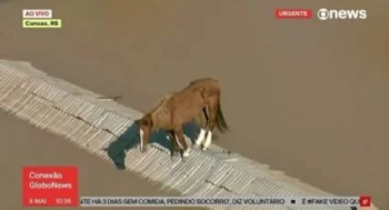 Cavalo ilhado se equilibra em telhado para escapar da água no RS