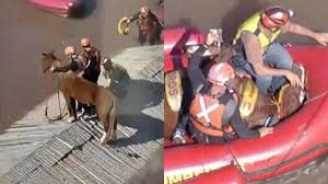 O emocionante resgate do cavalo 'Caramelo', que ficou ilhado em Canoas